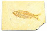 Detailed Fossil Fish (Knightia) - Wyoming #372332-1